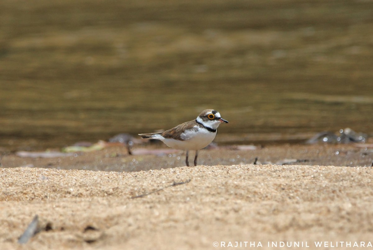 Charadrius dubius Scopoli,1786